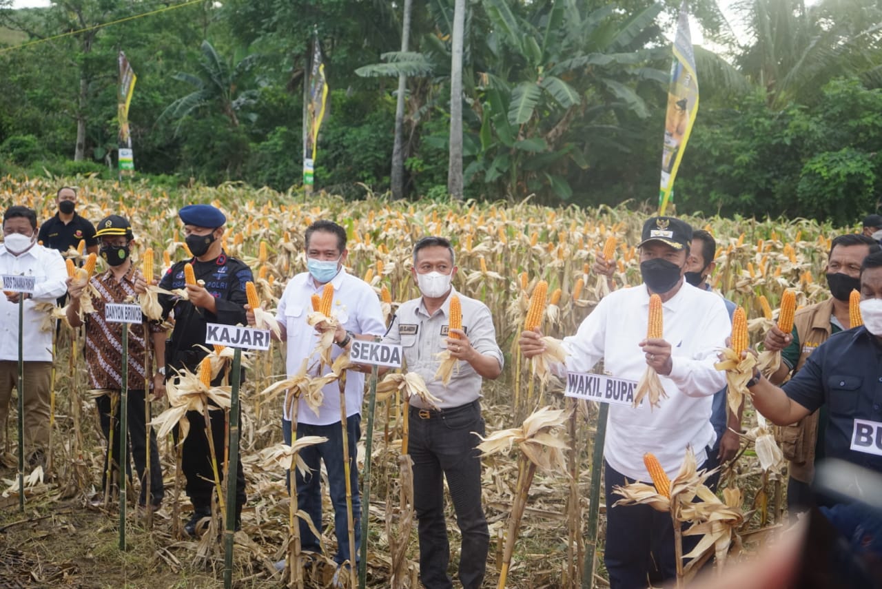 Menteri Pertanian Panen Perdana Jagung Hibrida Di Lanca Tellu Siattinge ...